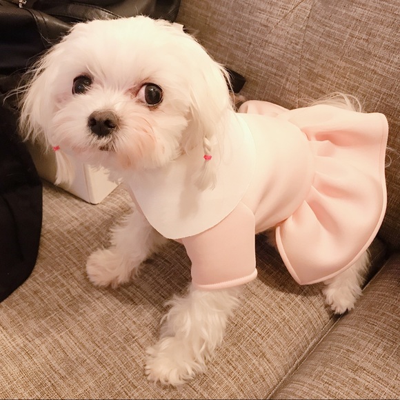 Dog dress - Picture 5 of 5